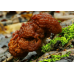 Мицелий Строчка обыкновенного (Gyromitra esculenta)
